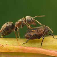 Black Ant with Aphid 